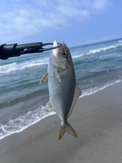 ショゴの釣果