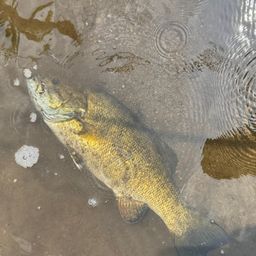 スモールマウスバス