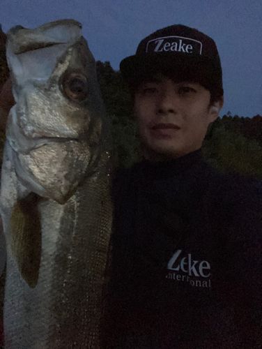 セイゴ（マルスズキ）の釣果