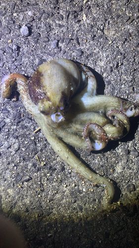 タコの釣果