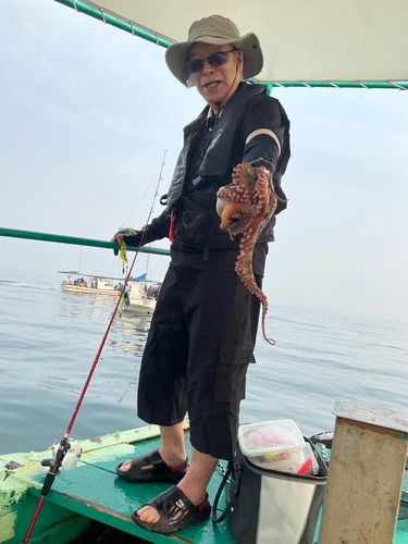タコの釣果