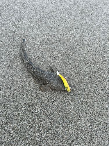 マゴチの釣果