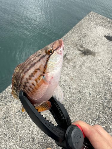 アカササノハベラの釣果