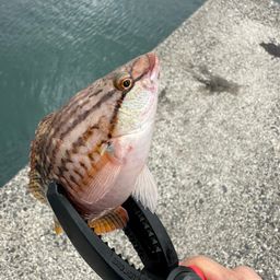 アカササノハベラ