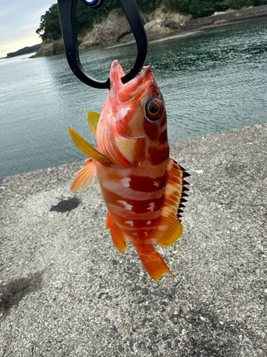アカハタの釣果