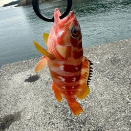 アカハタ