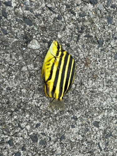 カゴカキダイの釣果