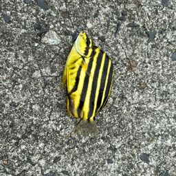 カゴカキダイ