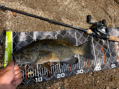 スモールマウスバスの釣果
