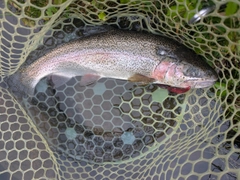 ニジマスの釣果
