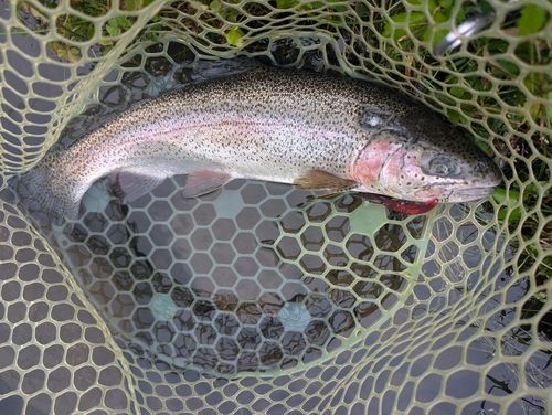 ニジマスの釣果