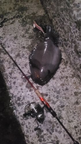 モンゴウイカの釣果