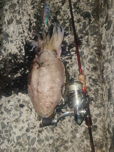 モンゴウイカの釣果