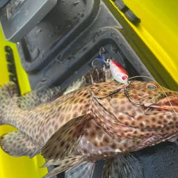 ヒトミハタ