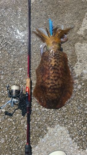 アオリイカの釣果