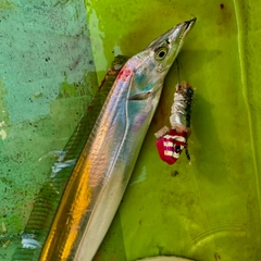 タチウオの釣果