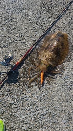 アオリイカの釣果