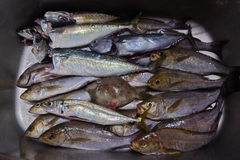 イサキの釣果