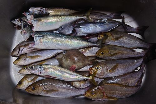 イサキの釣果