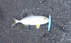 ショゴの釣果