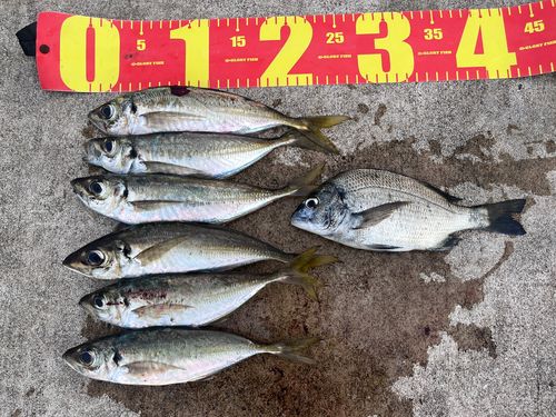 アジの釣果