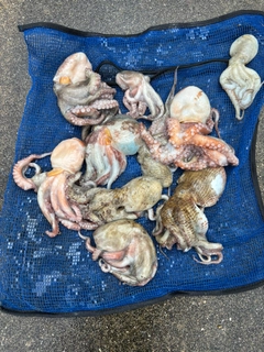 タコの釣果