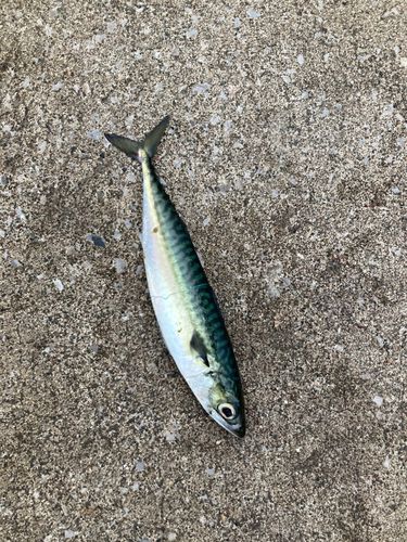 サバの釣果