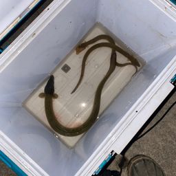 ウナギ