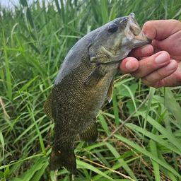 スモールマウスバス