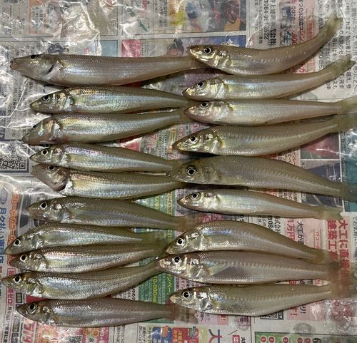 キスの釣果