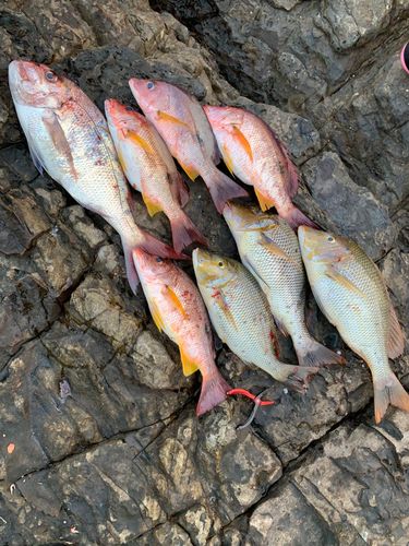 マダイの釣果