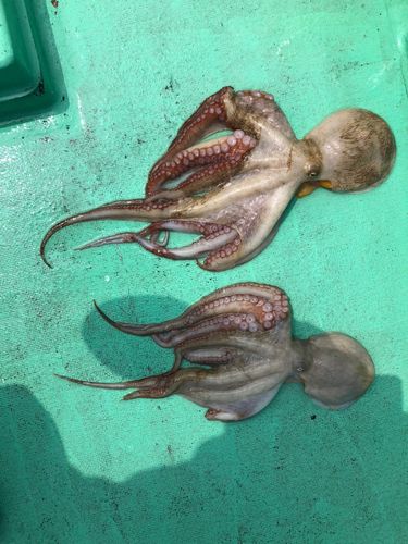 マダコの釣果