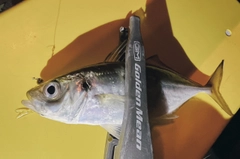 マアジの釣果