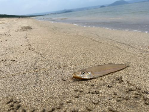 キスの釣果