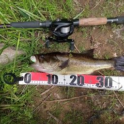 ラージマウスバス