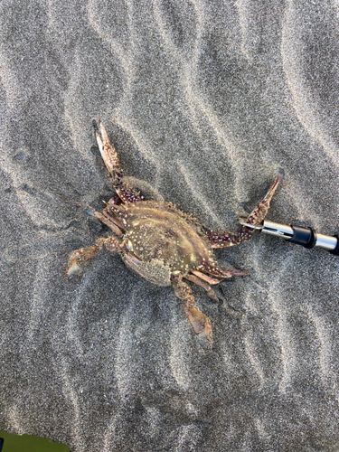 ワタリガニの釣果