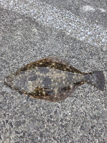 ヒラメの釣果
