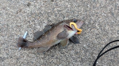 ガヤの釣果