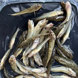 マハゼ