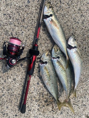 マルアジの釣果
