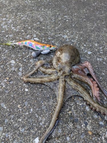 タコの釣果