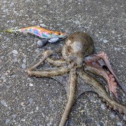 タコ
