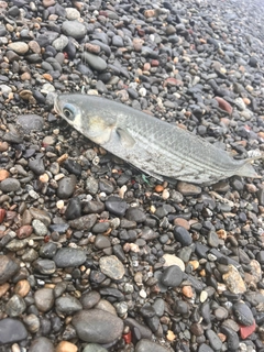 ボラの釣果