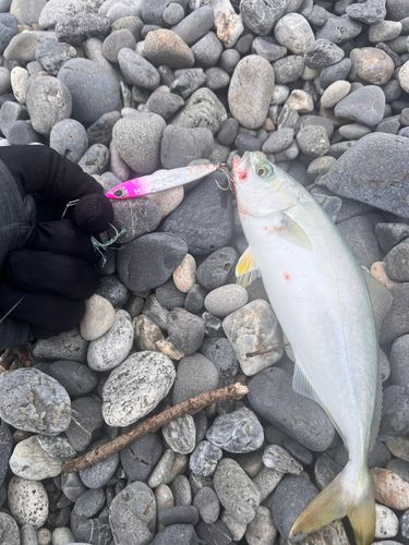 ワカナゴの釣果