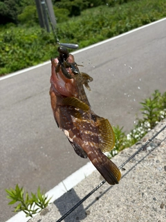 キジハタの釣果