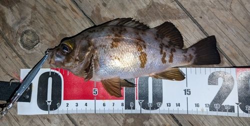 メバルの釣果