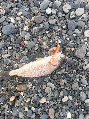 イシモチの釣果