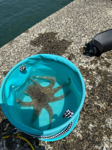 マダコの釣果