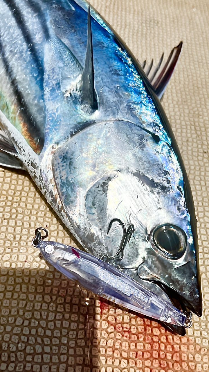 Masahiro.Tさんの釣果 1枚目の画像