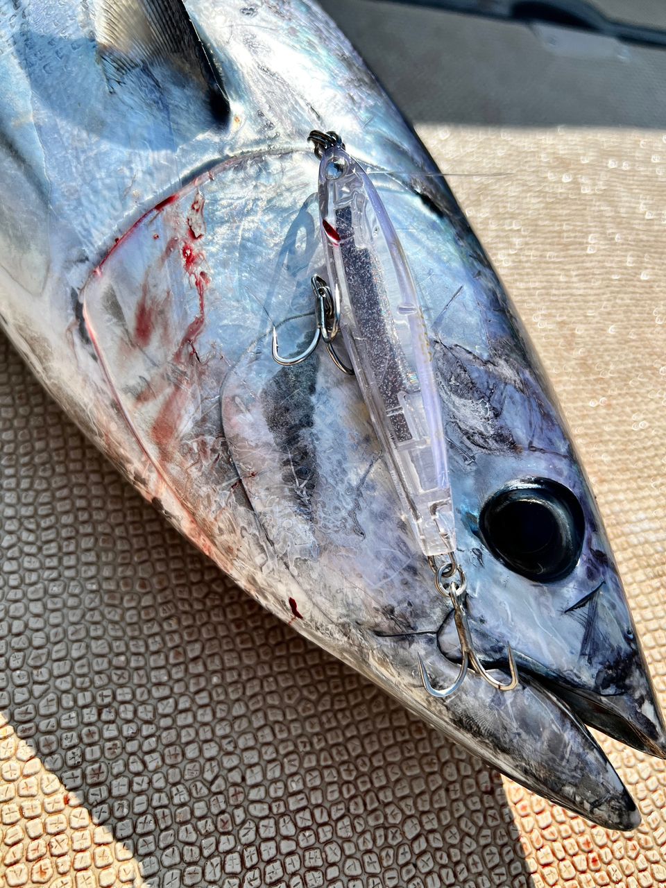 Masahiro.Tさんの釣果 2枚目の画像